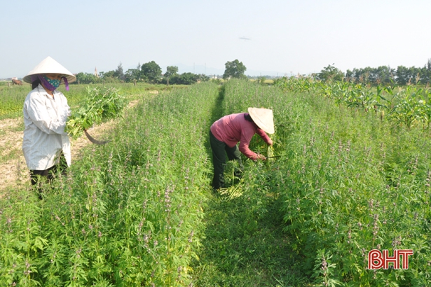 Nông dân Hà Tĩnh phấn khởi thu hoạch, sản xuất cây dược liệu 