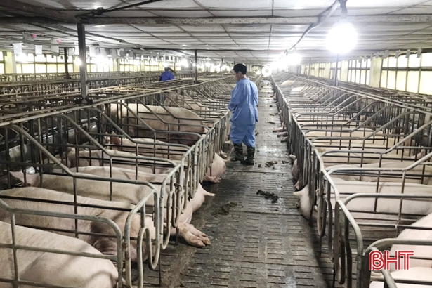 Giá lợn hơi ở Hà Tĩnh “hạ nhiệt” khi lợn sống nhập khẩu từ Thái Lan về Việt Nam