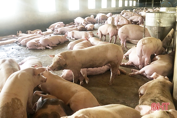 Giá thịt lợn “hạ nhiệt”, tiểu thương và người tiêu dùng Hà Tĩnh được lợi!