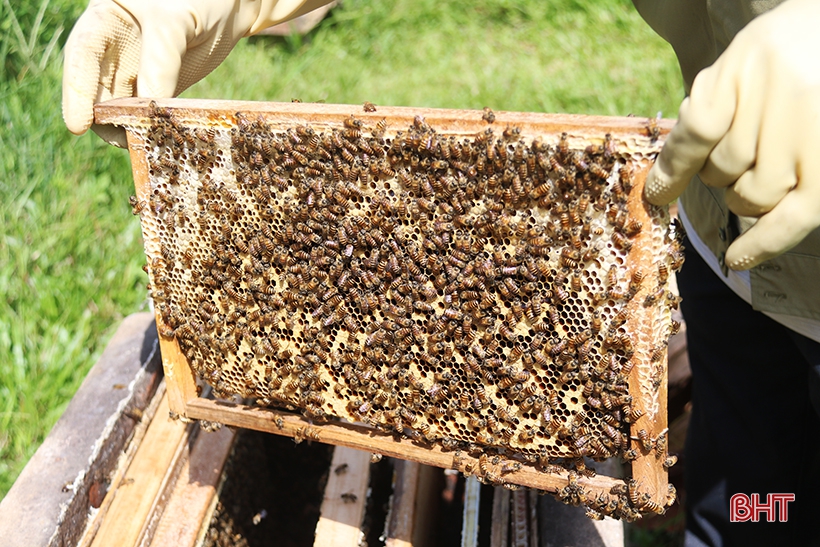 Chuyện về lão nông Hà Tĩnh thoát nghèo nhờ nuôi ong lấy mật
