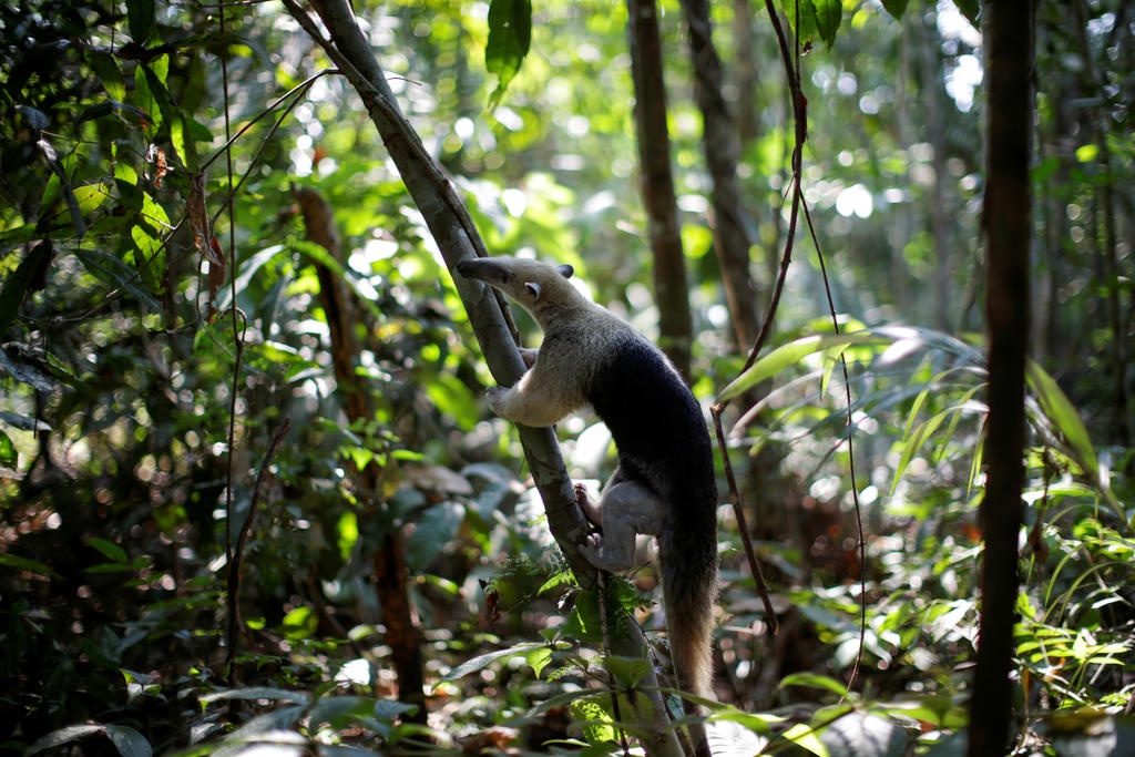 Động vật ở rừng Amazon đang kêu cứu