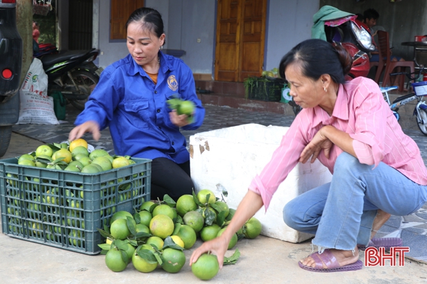 Giá cam tăng, người dân Thượng Lộc đầu tư vốn “mắc màn” cho cây đặc sản