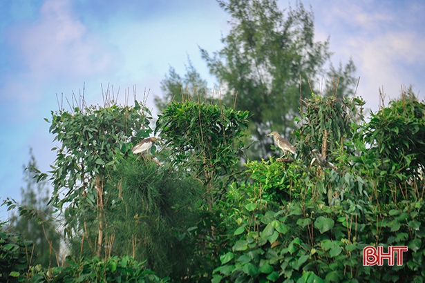 Mạnh tay xử lý nạn săn bắt chim trời ở Hà Tĩnh