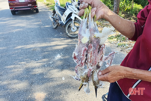 Mạnh tay xử lý nạn săn bắt chim trời ở Hà Tĩnh