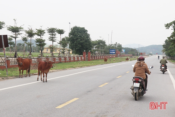 Ngăn chặn trâu, bò “dạo chơi” trên đường ở Thạch Hà
