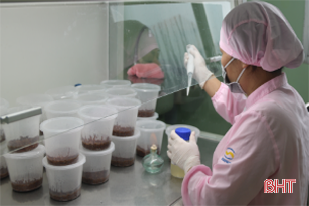 Hadiphar Hà Tĩnh nghiên cứu và sản xuất nước uống từ nấm đông trùng hạ thảo