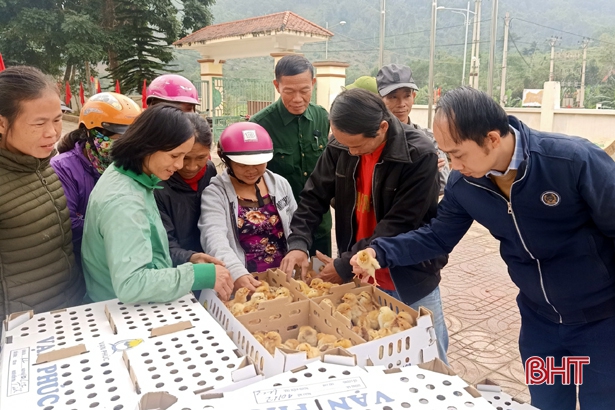 Trao 6.000 con gà giống, 6.800kg thức ăn chăn nuôi cho hộ nghèo Hương Sơn