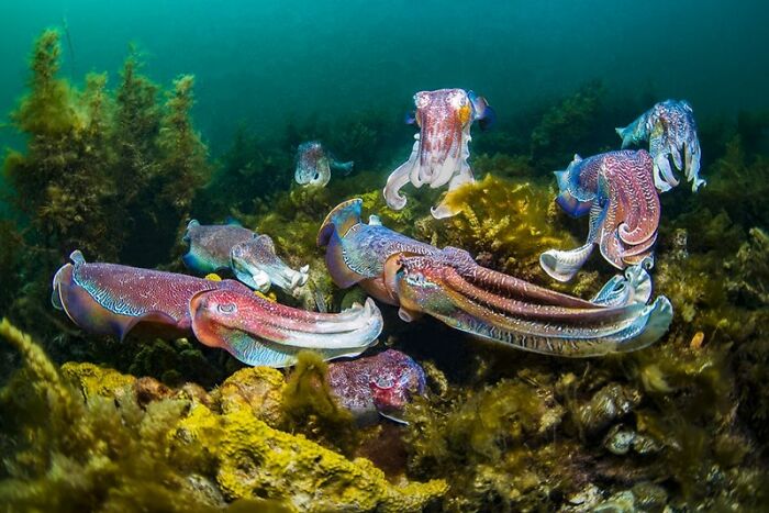 Mê mẩn những bức ảnh chụp đại dương đẹp nhất năm 2020