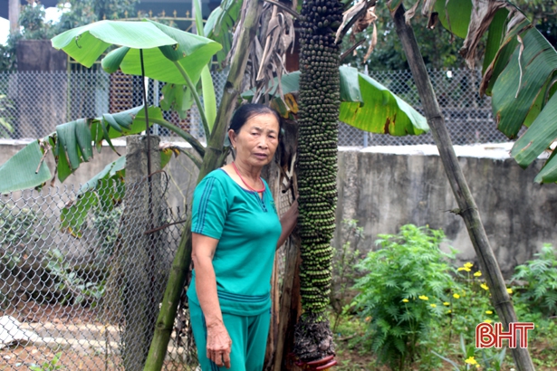 Cây chuối “lạ” trổ hơn 100 nải ở Hà Tĩnh