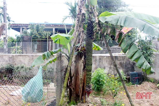 Cây chuối “lạ” trổ hơn 100 nải ở Hà Tĩnh