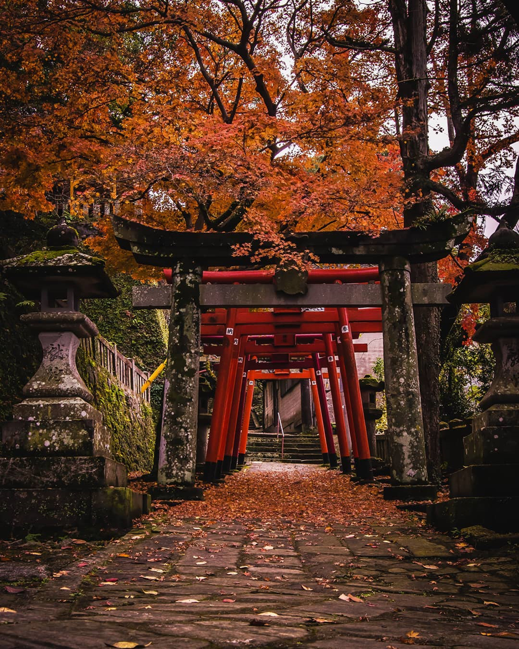 Rừng lá phong đỏ rợp trời thu Nhật Bản