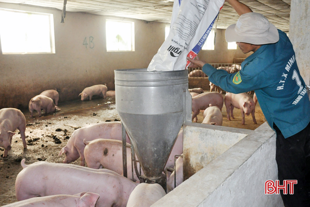 Hà Tĩnh có 60 ngàn con lợn thịt xuất bán dịp Tết Nguyên đán