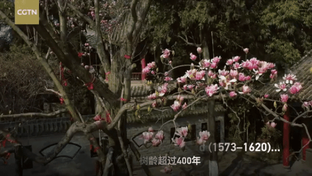 Cây mộc lan 400 năm tuổi cổ xưa nhất thế giới, nở hoa giống sen