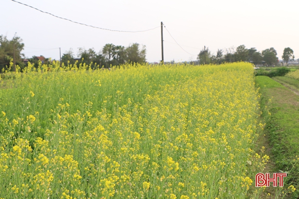 Giá rau xanh “chạm đáy”, nông dân ven đô TP Hà Tĩnh ngậm ngùi dọn đồng
