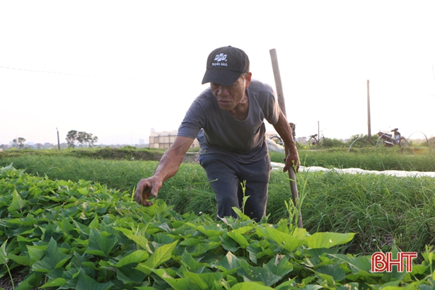 Giá rau xanh “chạm đáy”, nông dân ven đô TP Hà Tĩnh ngậm ngùi dọn đồng