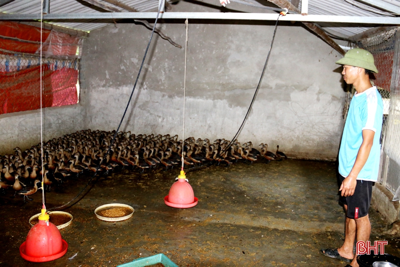 2 tháng nuôi chim le le, một nông dân Hà Tĩnh lãi hàng chục triệu