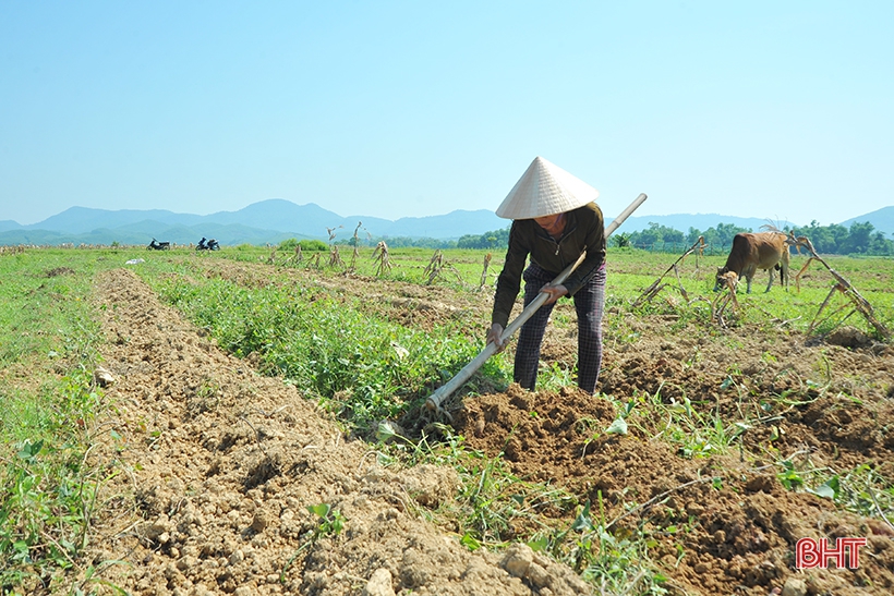 Huyện miền núi Hà Tĩnh mất trắng hơn 100 ha lúa xuân do lũ trái mùa