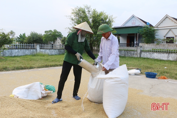 Chỉ 2/13 địa phương ở Hà Tĩnh “chạm đích” thu hoạch lúa xuân