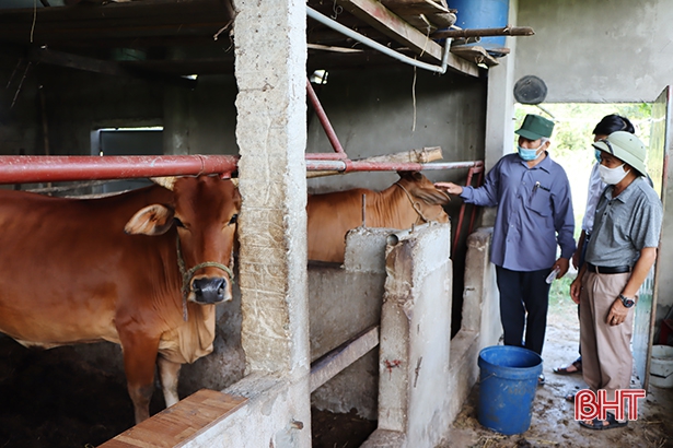 10 xã ở Cẩm Xuyên qua 21 ngày không có trâu bò mắc bệnh viêm da nổi cục