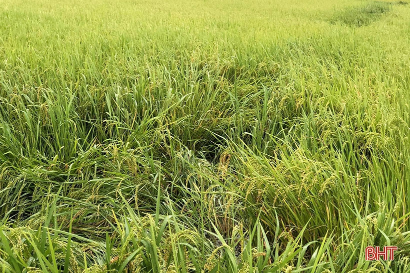 Ứng phó với thời tiết xấu, phấn đấu bảo toàn năng suất lúa hè thu ở Hà Tĩnh