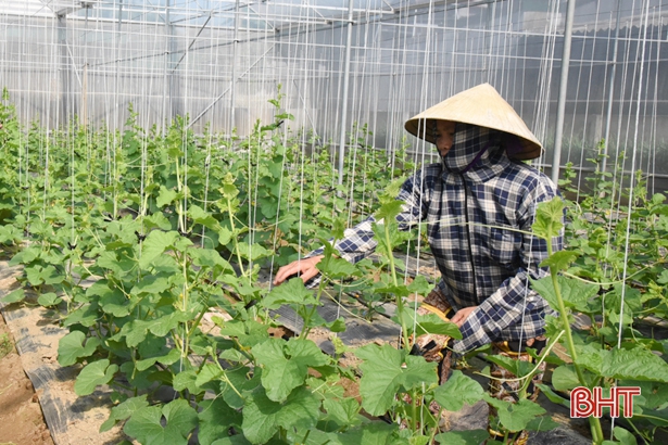 Nông dân Lộc Hà tập trung sản xuất gần 600 ha cây trồng vụ đông