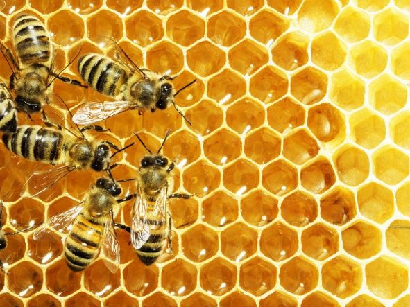 Những lợi ích trị bệnh của mật ong, có thể bạn chưa biết