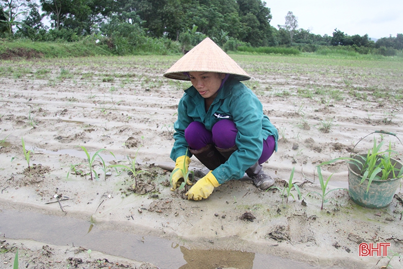 Khắc phục thiệt hại, hỗ trợ người dân Hà Tĩnh sản xuất vụ đông sau mưa lớn