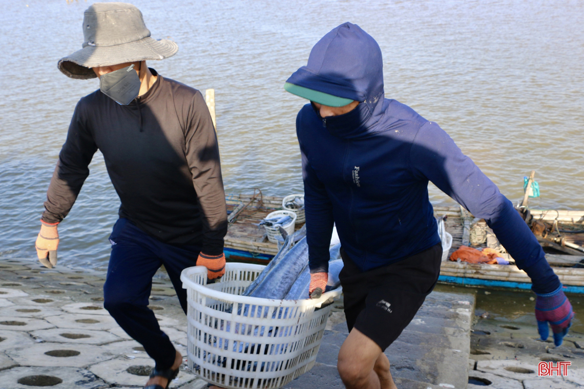 Mùa biển động, ngư dân Cẩm Xuyên vẫn “trúng” nhiều hải sản giá trị