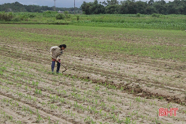 Hà Tĩnh mới đạt 40,5% diện tích gieo trỉa cây trồng vụ đông