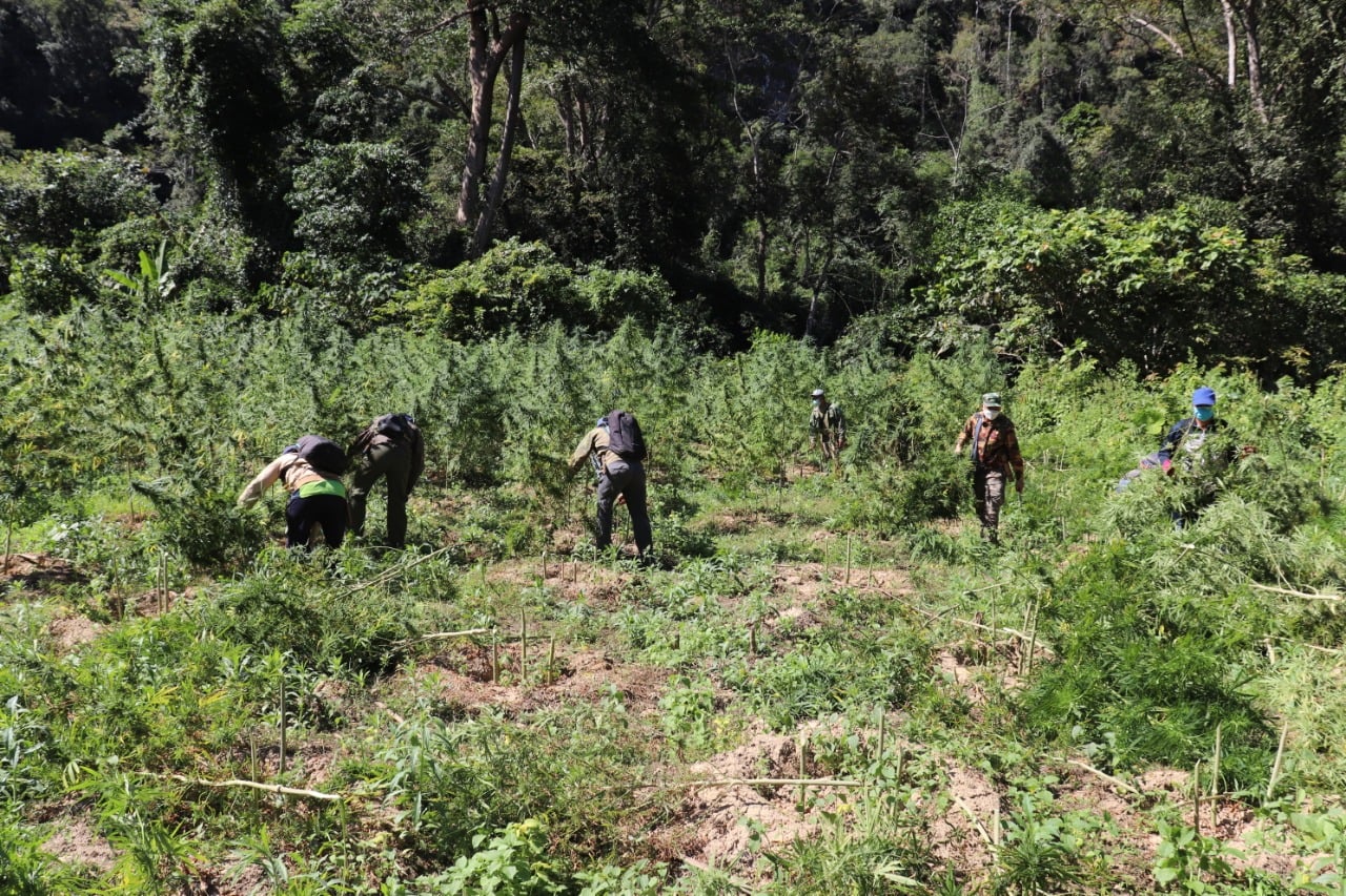 Phát hiện thêm 17 rẫy trồng cần sa rộng 9,9 ha tại tỉnh của Lào giáp Hà Tĩnh