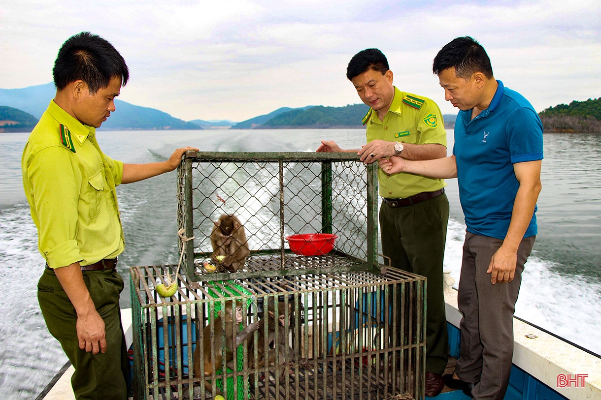 Những người giúp động vật hòa nhập với thiên nhiên ở Hà Tĩnh