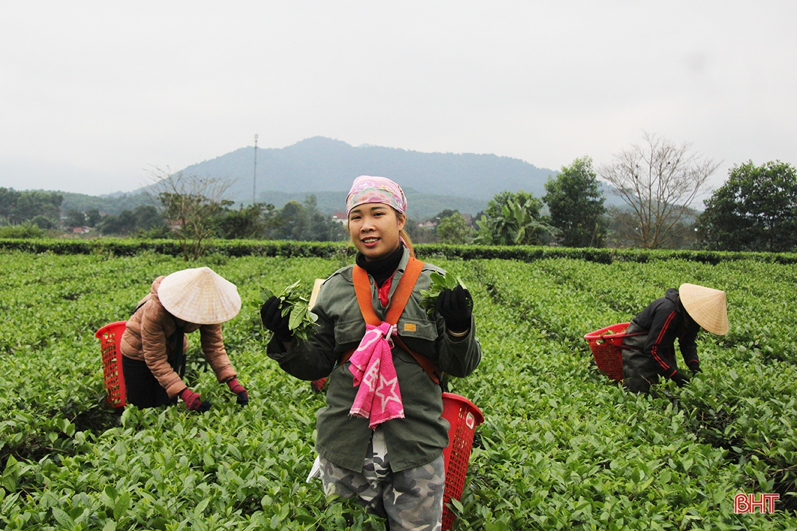 Nông dân Hương Sơn tất bật thu hoạch chè xuân