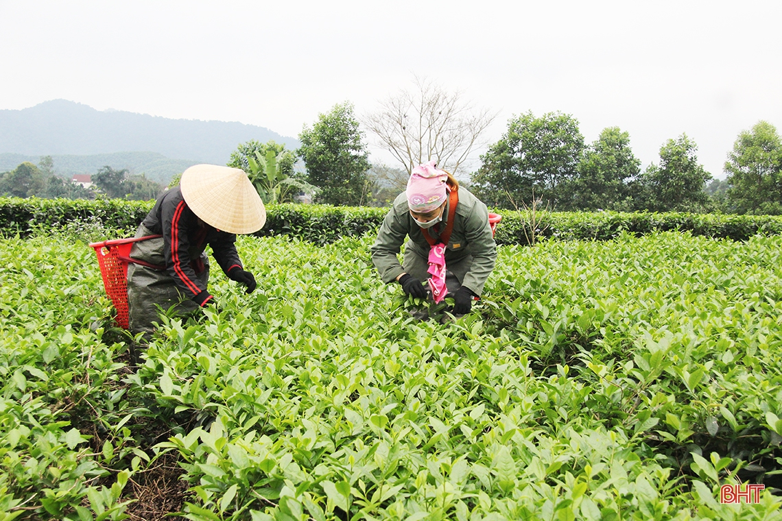 Nông dân Hương Sơn tất bật thu hoạch chè xuân