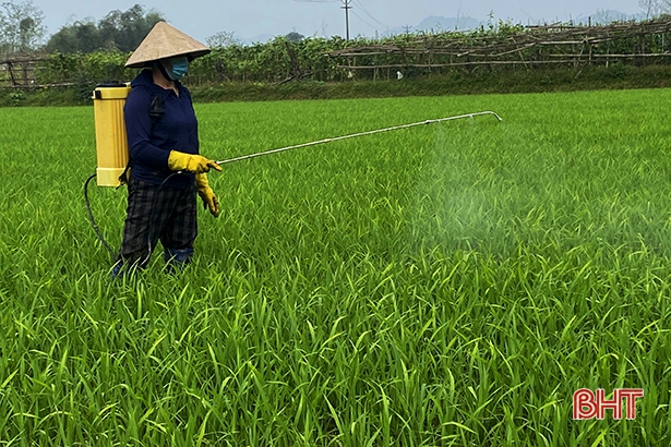 Hơn 20 ha lúa xuân nhiễm đạo ôn, Hương Sơn gấp rút phòng trừ