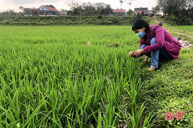 Hơn 20 ha lúa xuân nhiễm đạo ôn, Hương Sơn gấp rút phòng trừ