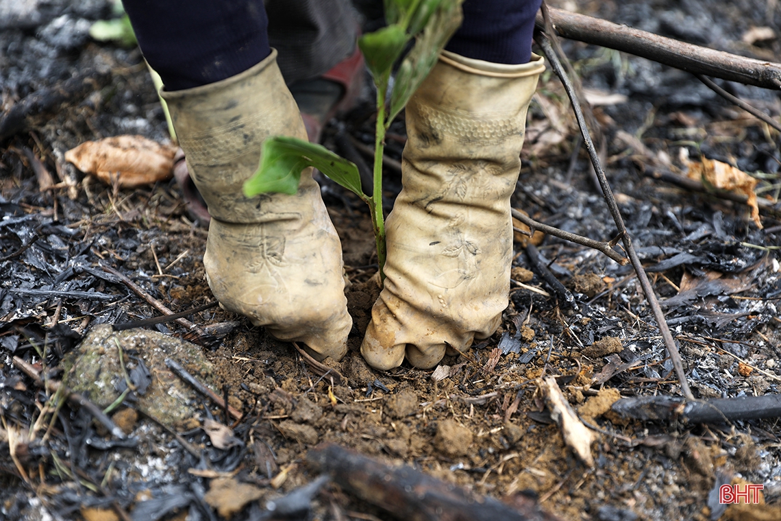 Cây keo nhiễm bệnh chết hàng loạt, người trồng rừng ở TX Kỳ Anh thiệt hại hàng tỷ đồng