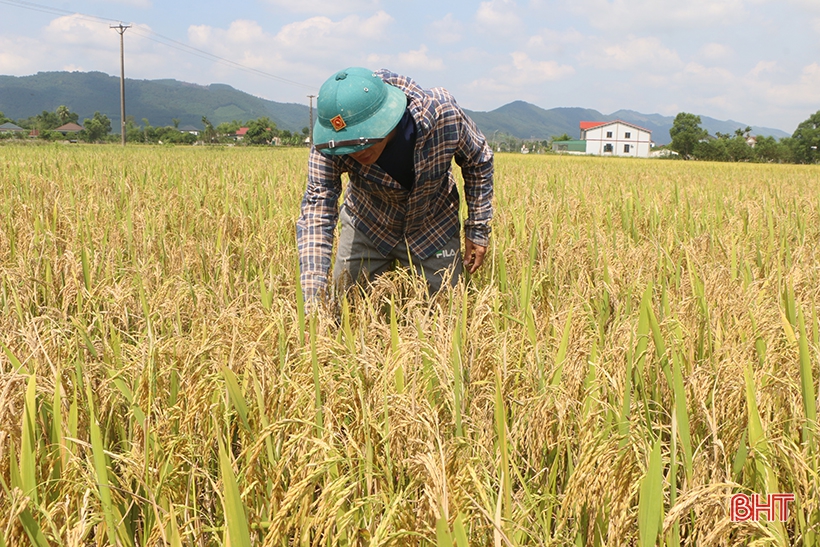 Vụ xuân 2022: Năng suất giảm và bài học về cơ cấu giống lúa
