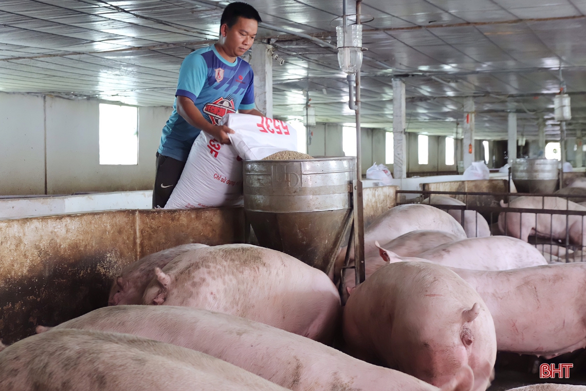 Thăm trại lợn đầu tư tiền tỷ ở huyện miền núi Vũ Quang