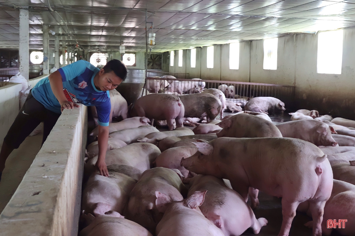 Thăm trại lợn đầu tư tiền tỷ ở huyện miền núi Vũ Quang