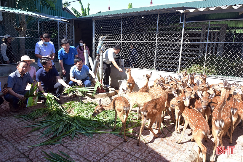Đoàn công tác tỉnh Bôlykhămxay tham quan, học tập kinh nghiệm chăn nuôi hươu sao ở Hà Tĩnh