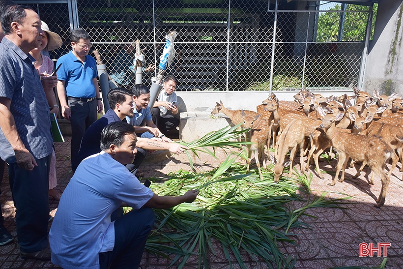 Tìm luận chứng khoa học để xây dựng quy trình kỹ thuật chăn nuôi hươu sao ở Hà Tĩnh