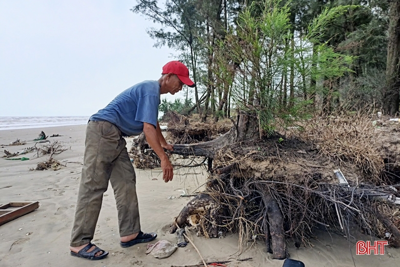 Rừng phi lao ven biển ở Lộc Hà bị hư hại do mưa bão, triều cường