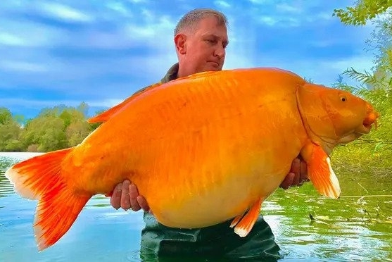 Cá vàng khổng lồ cắn câu ở Pháp