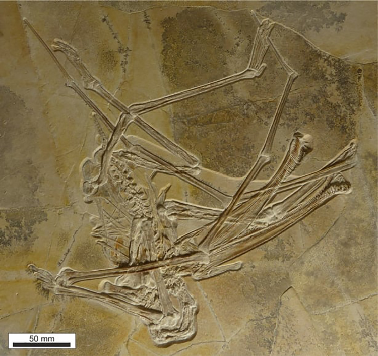 Hóa thạch thằn lằn bay kỳ dị có gần 500 chiếc răng