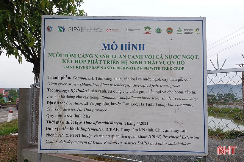 Nông dân Can Lộc nuôi tôm càng xanh cho hiệu quả cao