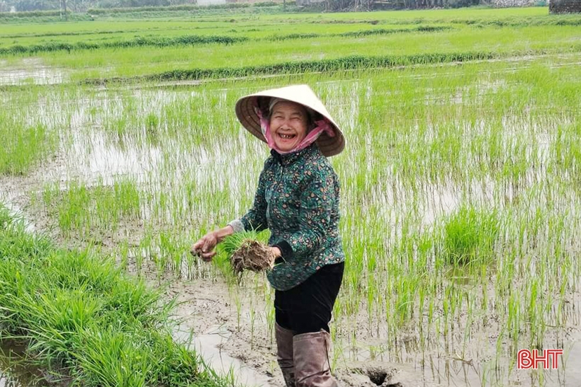 Nông dân Lộc Hà tập trung ra đồng chăm sóc cây trồng vụ xuân