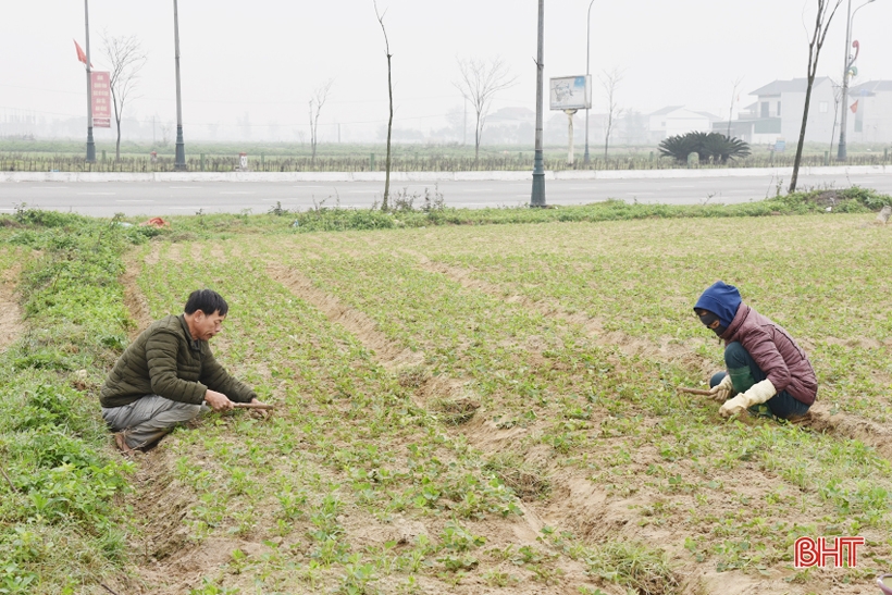 Nông dân Lộc Hà tập trung ra đồng chăm sóc cây trồng vụ xuân