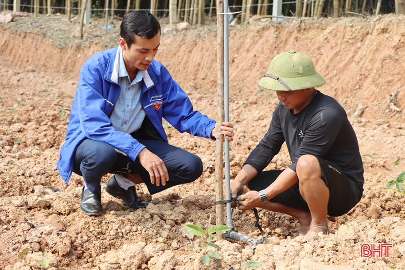 Thanh niên hoàn lương, trồng cây dược liệu ba kích trên đất đồi Kẻ Gỗ