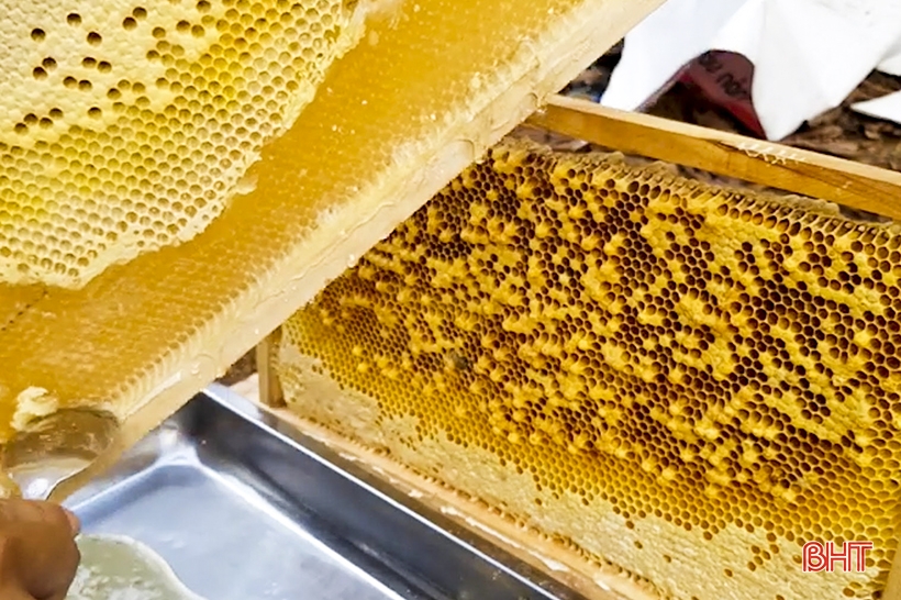 Nghề nuôi ong cho thu nhập cao ở vùng bán sơn địa Đức Thọ