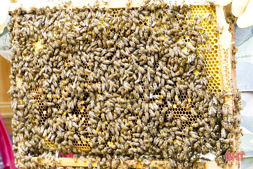 Nghề nuôi ong cho thu nhập cao ở vùng bán sơn địa Đức Thọ
